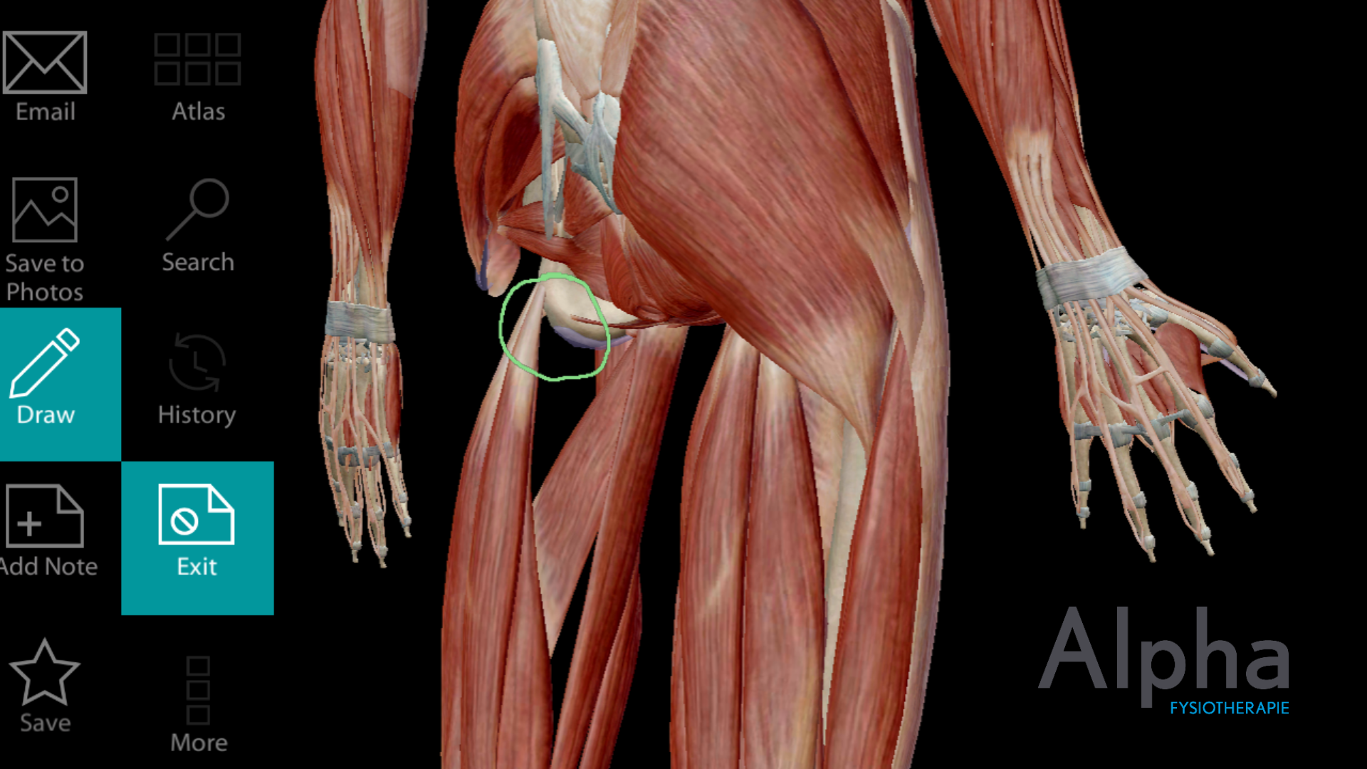 Hamstring