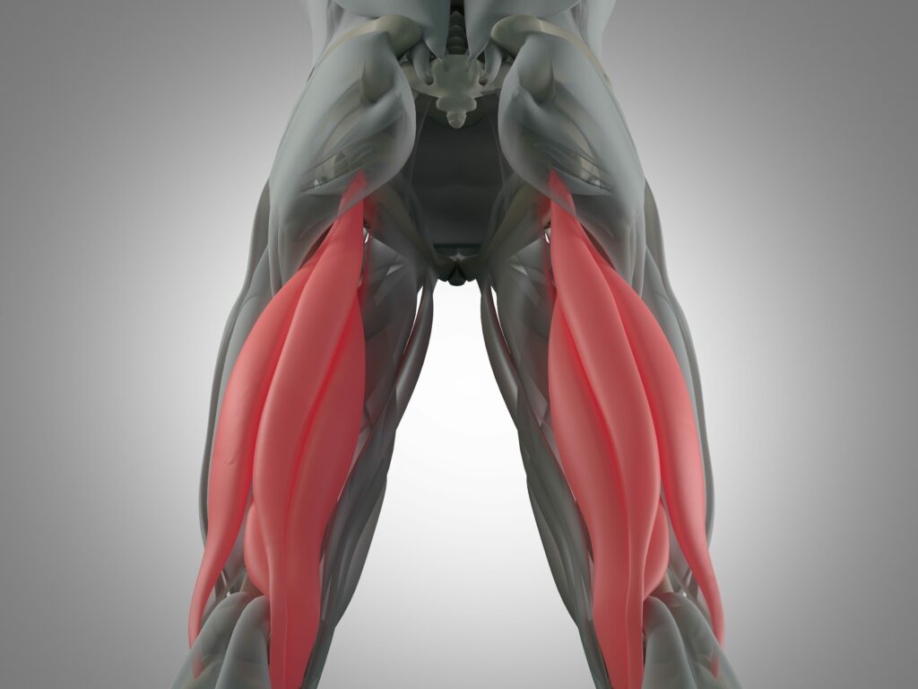 hamstrings